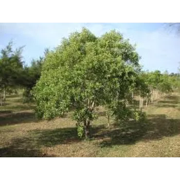 Chandan Sandalwood Plants
